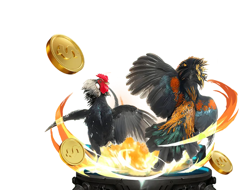 Phân tích trận đấu gà chọi Thomo mới nhất